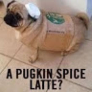 Meet your Posher, Cyruss